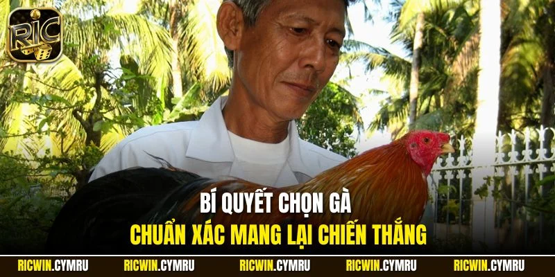 Bí quyết chọn gà chuẩn xác mang lại chiến thắng