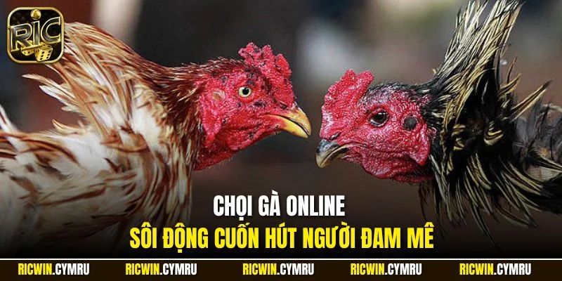 Chọi gà online sôi động cuốn hút người đam mê
