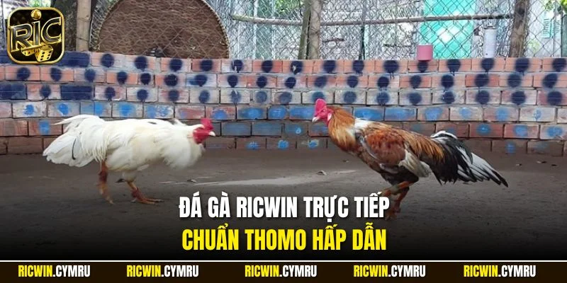Đá gà RICWIN trực tiếp chuẩn Thomo hấp dẫn
