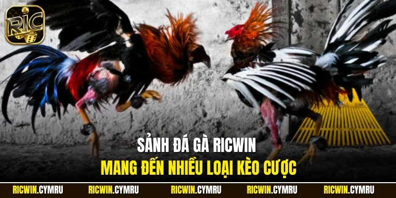 Sảnh đá gà RICWIN mang đến nhiều loại kèo cược